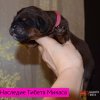 Щенки от пары Ерик х Конфета